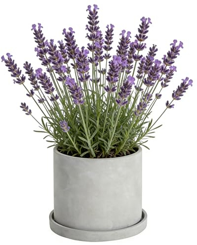 Ekirlin 7 Inch Flower Plant Pot Indoor, Natural Grey Cement Planters Concrete Planter with Drain Hole Saucer Tray, Modern Succulents Containers, Garden Pots for Home Decor, Outdoor & Garden Plants
