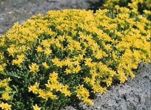 vegherb 200 Seeds of Orpin Ip252 (Sedum Acre)