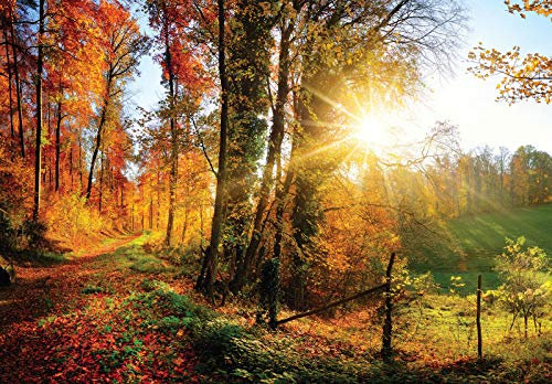 Forwall Fototapete Vlies Tapete Wanddeko Wald Natur - Bäume Sonnenstrahlen Herbst Moderne Wanddekoration Wandtapete 12108V8 368cm x 254cm Schlafzimmer Wohnzimmer