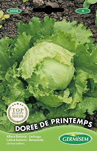 Germisem Kopfsalat DORÉE DU PRINTEMPS, mehrfarbig, EC6008