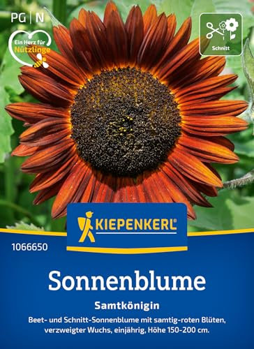 Kiepenkerl Sonnenblumensamen Samtkönigin 1066650 - Blumensamen für Elegante Arrangements mit großen und samtig-roten Blüten - Wildblumensamen, Blumenwiese