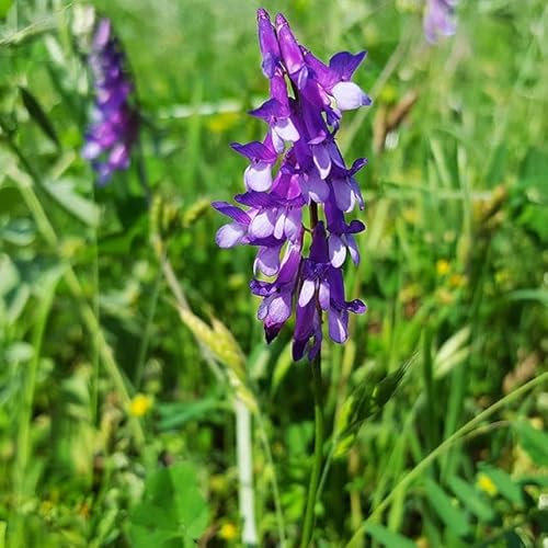100 Graines de Vesce d’Hiver BIO - Vicia sativa L. - Fleur ROSE - Légumineuse - Jardin Engrais Couvre sol - 292