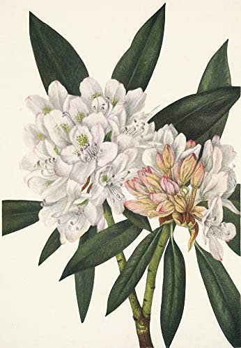 ArtDirect Rosebay Rhododendron. Rhododendron Maximum (1925) 10x14 UnFramed Museum Art Print Poster Ready for Framing by Mary Vaux Walcott (American, 1860-1940)