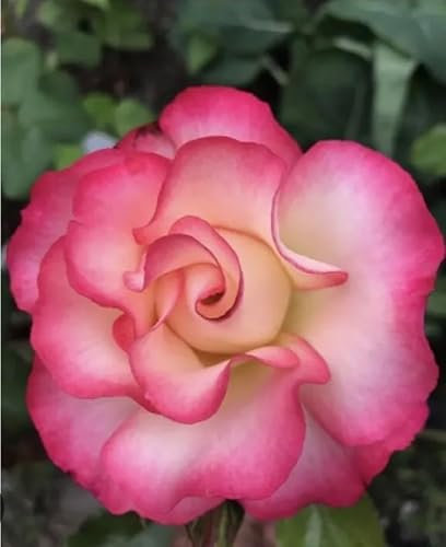Birthday Girl - 3 Lt Potted Floribunda Garden Bush Rose -Pink & White,Gift Idea