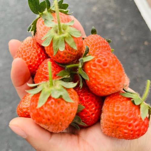 semi di fragola biologici - esotiche, resistenti esterno balcone 500pcs