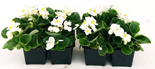 POWERS TO FLOWERS - BEGONIA SEMPERFLORENS, BEGONIETTA DA ESTERNO, FOGLIA VERDE e FIORE BIANCO, 8 PIANTE, piante vere