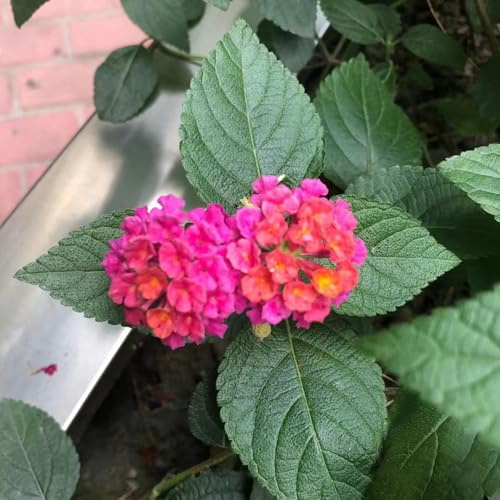 lantana - silvestres balcón decorativas de jardín de primavera semillas decoración trepadoras resistentes semillas 25pcs