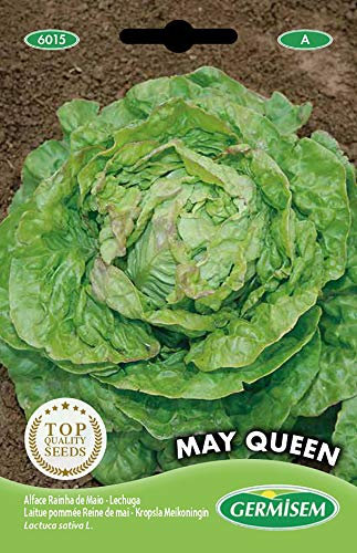 Germisem graines Laitue pommée Reine de mai MAY QUEEN