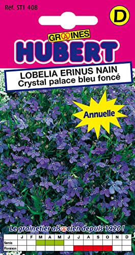 Graines de Lobelia Erinus Nain Crystal Palace Bleu Foncé - 0,2 grammes