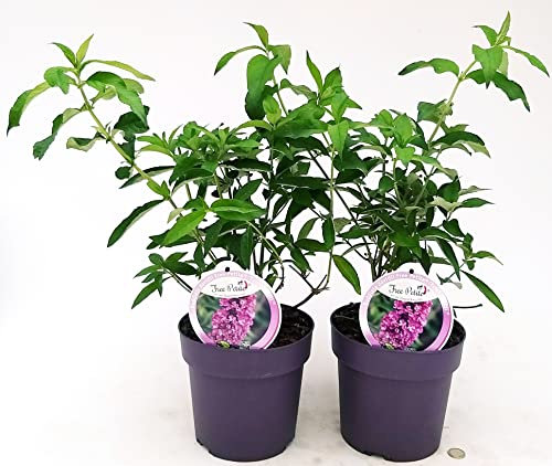 POWERS TO FLOWERS - BUDDLEJA FREE PETIT TUTTIFRUTTI, 2 PIANTE, VASO 20 CM DIAMETRO, ALBERO DELLE FARFALLE, pianta vera