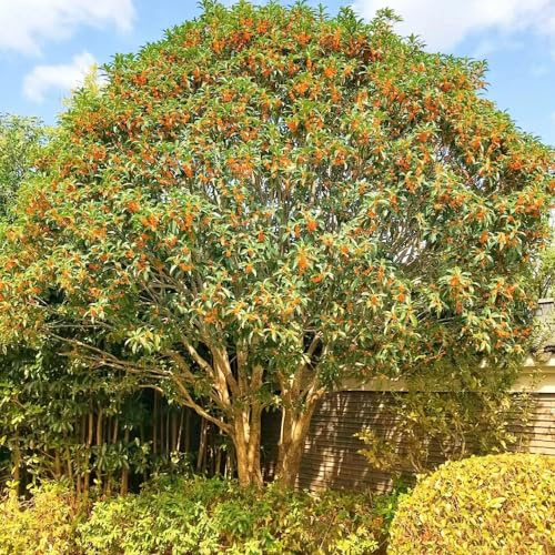 100 piezas Semillas de árbol de Osmanthus - árboles en macetas jardín resistente, Osmanthus fragrans, regalos sostenibles para mujeres invernadero balcón bonsái árbol mariposa lila