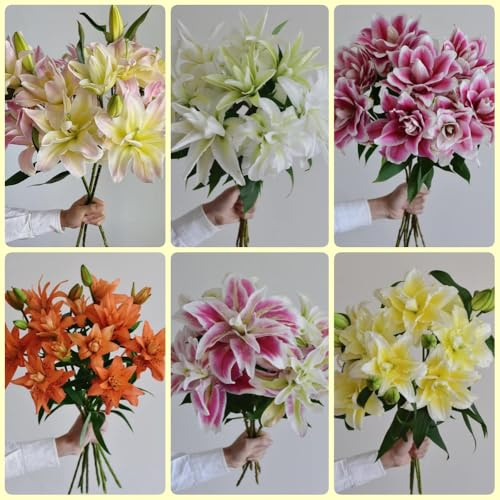 Bulbi di gigli, perenni resistenti, regali per giardinieri bulbi di gigli I bulbi da sono resistenti 6pcs