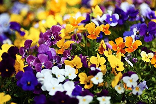 Viola del pensiero cornuta - mix di varietà - semi