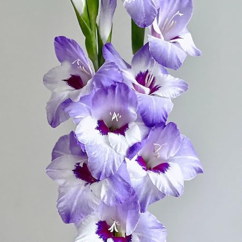 gladiolenzwiebeln winterhart mehrjährig - balkonpflanzen selten 10pcs