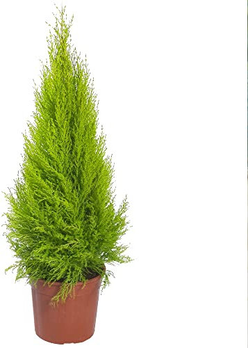 Cupressus Wilma Goldcrest Attractive Evergreen Outdoor Garden Shrub Plant 1L Pot