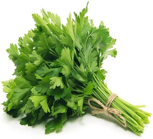 Parsley Italian Giant - 4000 Seeds + Freebie + Plant Tag - Petroselinum crispum, Green