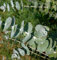 Eukalyptus Baby Blue 40-60cm - Eucalyptus