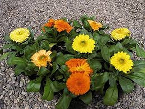 Calendula Souci (Calendula officinalis) - Mix 100 graines Couleurs-