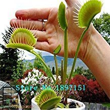 Big Verkauf Dionaea Samen Muscipula Riesen Clip Venusfliegenfalle Samen 300PCS Blumensamen