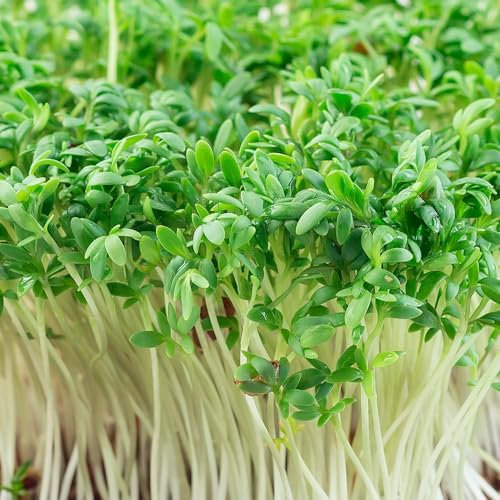 PREMIER SEEDS DIRECT - CRESS Plain/Curled/Common - 75GM - Approx 30,000 Seeds