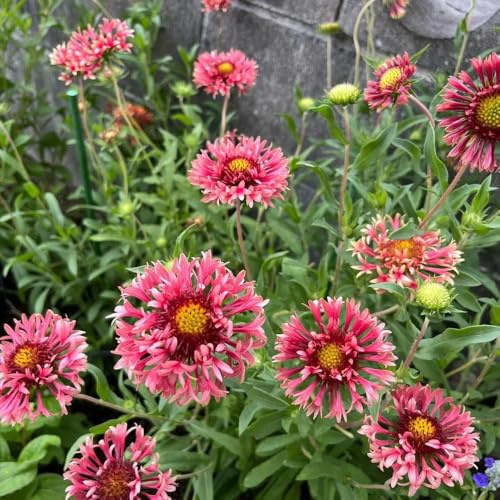 kokardenblume, gaillardia, winterharte deko balkon bio blumenbeet schnittblumen seltene, wohnzimmer deko wildblumen balkonblumen 200samen