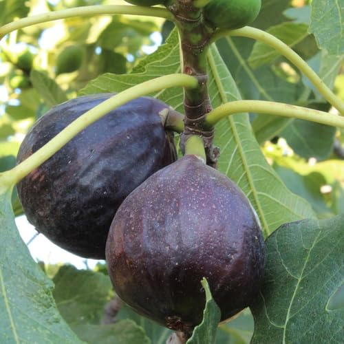 Semi di fico - da frutto semi di da frutto colonnari vecchie varietà frutteto esotico serre balcone balcone per giardinieri colonnare comprare 250pcs