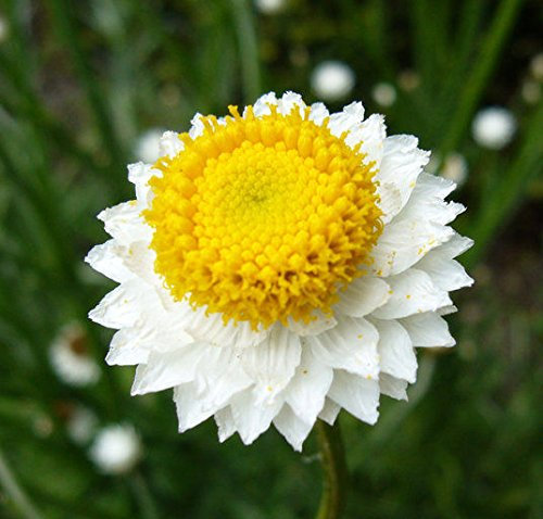 Ammobium graines ailées Immortelle (Ammobium alatum GRANDIFLORUM) 200 + Graines
