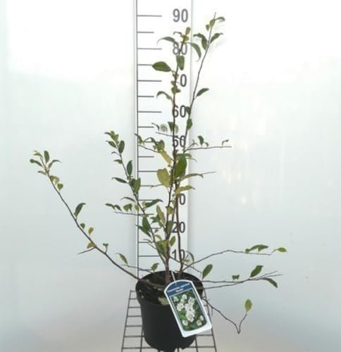 Chaenomeles spec. 'Nivalis' - Cognassier Du Japon 'Nivalis', 30-40 cm en pot