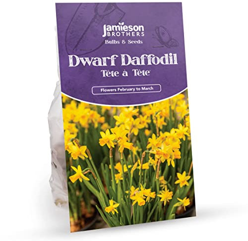Tete a Tete Daffodil Bulbs 18 Pack – Miniature Dwarf Yellow Daffoilds for Planting Now UK – Spring Bulbs for Planting in Gardens, Borders & Flowerbeds – by Jamieson Brothers®