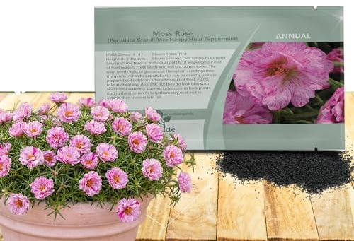 Outsidepride Peppermint Moss Rose Seeds - 500 Pcs Annual, Drought & Heat Tolerant, Pollinator Friendly Ground Cover Seeds for Planting w/Vibrant Blooms & Succulent Foliage, Ideal for Xeriscaping