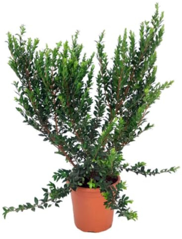 Planta natural Myrtus Communis, 30-40 cm. Mirto común, Mirta. Arbusto perenne con hojas aromáticas. Segura Garden.