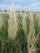 Pampasgras Cortaderia selloana Argentea im 10 Liter Pflanzcontainer