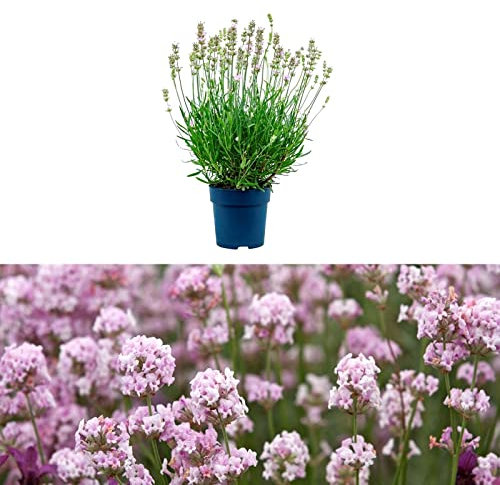 Lavender angustifolia 'Rosea' - Lavandula in a 9cm Pot Ready to Plant - Summer Colour Plant for Scented Gardens (1 Plant)