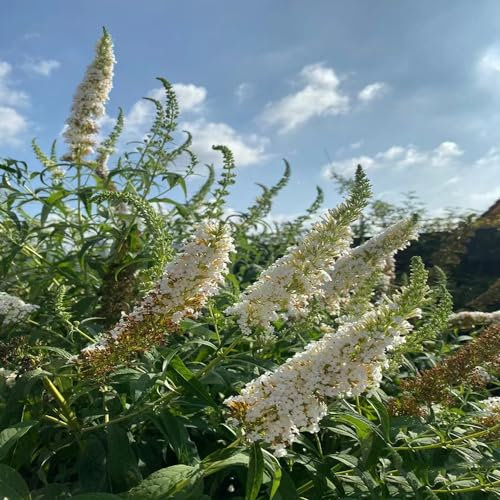 50 pcs schmetterlingsflieder samen sommerflieder seed best of balkon pflanzen winterfest Buddleia dreifarbiger, pflanzen garten winterfeste pflanzen für garten blumendeko flower seeds
