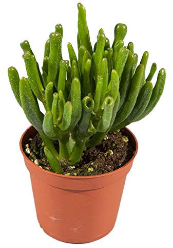 Crassula Ovata Horntree Grande Altura 20cm Suculenta Hobbit Jade Planta Natural