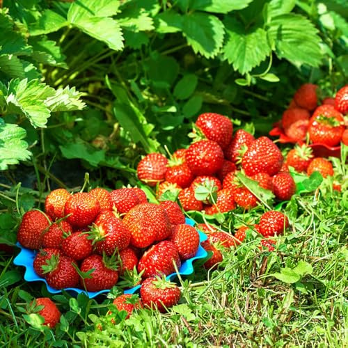 650 piezas fresas semillas organicas fresas trepadoras resistentes, de balcón resistentes, semillas orgánicas, bancal elevado para balcón fresa, de bonsái