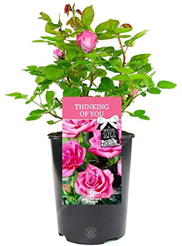 Thinking of You Rose - Someone Special On Your Mind Say It with a Unique Living Plant Gift