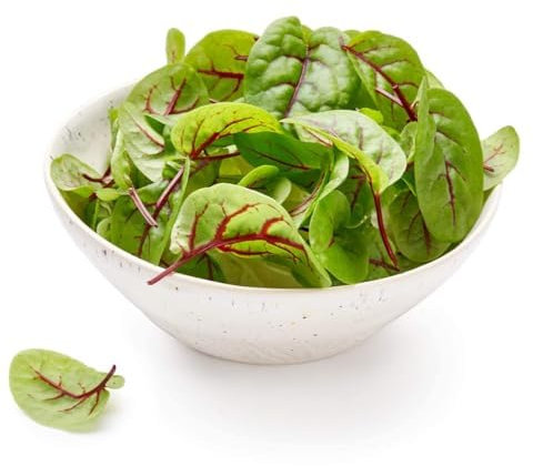 Vegetable Plants - Sorrel 'Red Veined' - 6 x Plug Plant Pack - Sorrel Plants Garden Ready - Outdoor Plants - Garden Ready + Ready to Plant - Premium Quality Plants