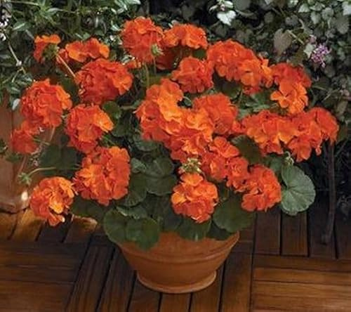 Pase Seeds Geranium Maverick Orange Seeds - Vibrant Orange Blooms
