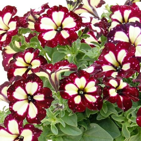 Rari semi di petunia rossi gialli da 100 pezzi
