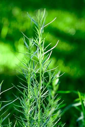 Just Seed Herb - Russian Tarragon - Artemisia dranunculus 'Russian'- 600 Seeds