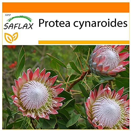 SAFLAX - Garden in the Bag - King Protea - 5 Frön - Med underlag i en passande resväska - Protea cynaroides