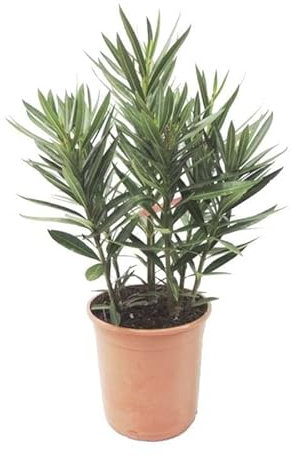 Adelfa Blanca Natural Planta Arbustiva Resistente de Riego Moderado