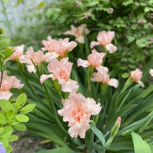Bulbos de iris, iris, decoración de sala estar jardín rocas decoraciones jardín exteriores balcón invernadero bulbosas raras Cobertura vegetal 5pcs