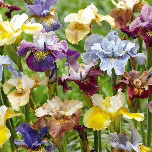 5 Iriszwiebeln 'Peacock Mix' - Extra-Großpackung - Blaue & violette Sommerblumen für Garten, Beete & Kübel - Gartenfertige Blumenzwiebeln