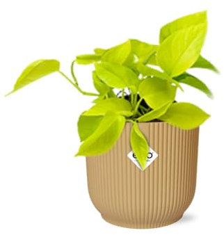 Epipremnum Pinnatum 'Golden Pothos' en Vibes jaune plissé - 20cm - Ø14cm - Plante d'intérieur - Vert persistant