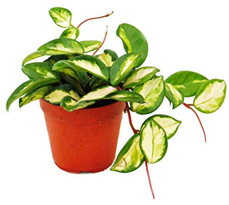 Plante d'intérieur à suspendre - Hoya carnosa tricolor - fleur en porcelaine - fleur en cire 12cm