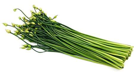 Herb Plants - Garlic Chives - 3 x Full Plants in 9cm Pots - Garlic Chive Plants - Chive Plants - Herbs - Garden Ready + Ready to Plant - Premium Quality Plants