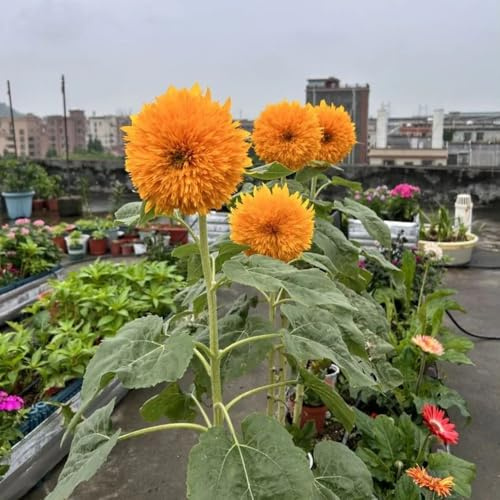 semillas de girasol, Decoración de jardín para exteriores, alfombra, girasoles cubierta perenne resistente raras, decoración de sala de estar, macizo 180pcs