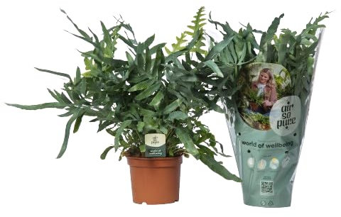 Helecho Blue Star Natural Planta de Interior Resistente - Helecho Azul